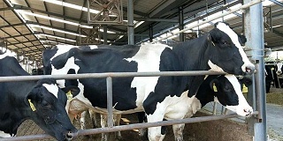 云南新人和数采服务，巍山县万头奶牛养殖示范牧场项目